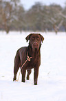 Labrador Retriever