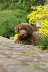 Labrador Retriever puppy