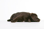 Labrador Retriever Puppy