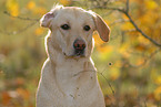 Labrador Retriever Portrait