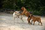 Labrador Retriever and German Boxer