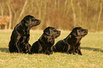 Labrador Retrievers