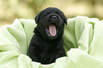 Labrador Retriever Puppy