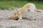 digging Labrador Retriever