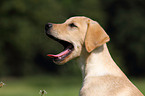 Labrador Retriever Puppy