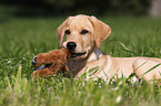 Labrador Retriever Puppy