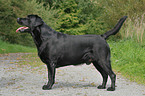 standing Labrador Retriever