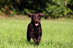 running Labrador Retriever