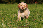 Labrador Retriever Puppy