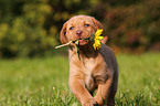 Labrador Retriever Puppy