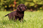 Labrador Retriever Puppy