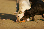 playing Labrador Retriever