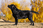 Labrador Retriever