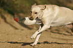 retrieving Labrador Retriever