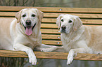 Labrador & Golden Retrievers