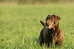 Labrador Retriever