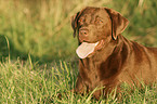 Labrador Retriever