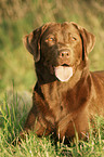 Labrador Retriever