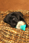 Labrador Retriever Puppy