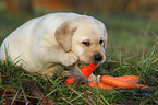 Labrador Retriever Puppy