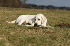 young Labrador Retriever