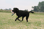 retrieving Labrador Retriever