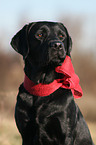 Labrador Retriever Portrait