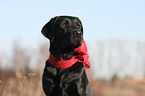 Labrador Retriever Portrait