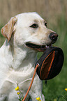 blonde Labrador