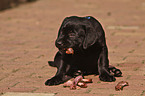 eating Labrador Retriever puppy