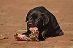 eating Labrador Retriever puppy