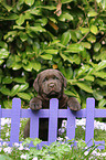 Labrador Retriever Puppy