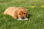 Labrador Retriever Puppy