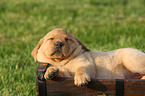 Labrador Retriever Puppy