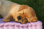 Labrador Retriever Puppy