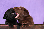 Labrador Retriever Puppies