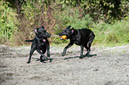 playing Labrador Retriever