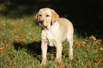 Labrador Retriever Puppy