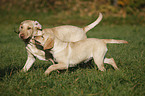 young Labrador Retriever