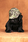 Labrador Retriever Puppy