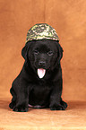 Labrador Retriever Puppy