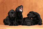 Labrador Retriever Puppies