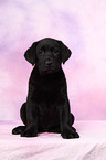 Labrador Retriever Puppy