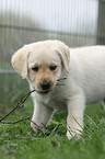 Labrador Retriever Puppy