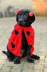 Labrador Retriever Puppy