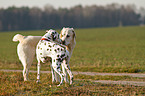 Labrador Retriever and Dalmatian