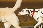 Labrador Retriever and Dalmatian