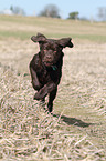 young Labrador Retriever