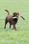 playing Labrador Retriever