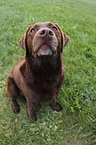 sitting Labrador Retriever